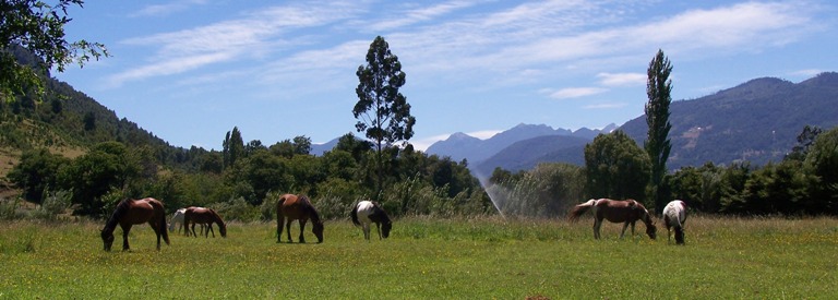 Pferde auf weide in Patagonien, s&uuml;damerika